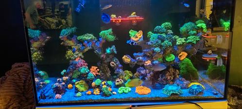 Te koop zee aquarium met meeste van de techniek bij, Dieren en Toebehoren, Vissen | Aquaria en Toebehoren, Zo goed als nieuw, Ophalen of Verzenden