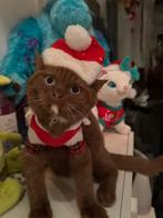 Cinnamon Dominant Bleu Eyes & Lilac point ~ BRITS KORTHAAR, Meerdere dieren, Gechipt, 0 tot 2 jaar