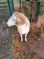 Dekrammen Wiltshire Horn MET STAMBOEK, Mannelijk, Schaap, 0 tot 2 jaar