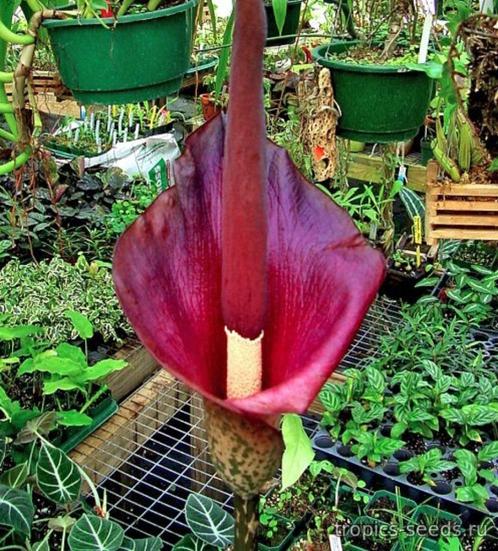 Amorphophallus Konjac, Jardin & Terrasse, Plantes | Jardin, Plante fixe, Autres espèces, Pleine ombre, Printemps, Enlèvement ou Envoi