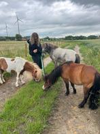 Halve stal aangeboden, Ruin, Zadelmak, A pony (tot 1.17m), 7 tot 10 jaar