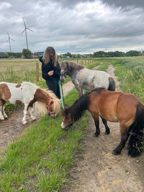 Halve stal aangeboden, Dieren en Toebehoren, Pony's, Ruin, Zadelmak, A pony (tot 1.17m), Recreatiepony, 7 tot 10 jaar
