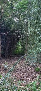 Bamboo tot 6meter lang, Tuin en Terras, Ophalen of Verzenden