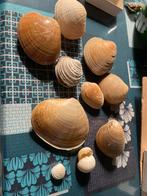 Coquillages, Verzamelen, Mineralen en Fossielen, Ophalen of Verzenden