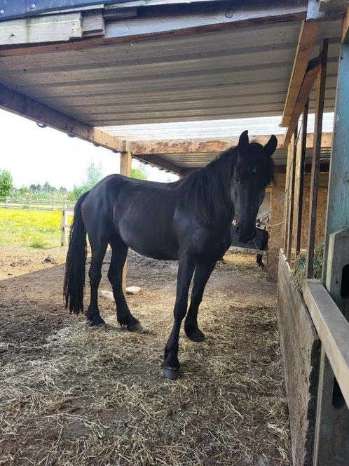 Merrie 3jaar, Dieren en Toebehoren, Paarden, Merrie, Onbeleerd, 160 tot 165 cm, 3 tot 6 jaar, Recreatiepaard, Gechipt, Ontwormd