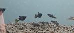 Black Molly (Poecilia sphenops)