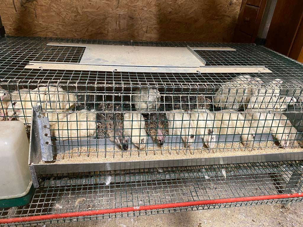 Japanse kwartels, Dieren en Toebehoren, Vogels | Hokken en Kooien, Nieuw, Ophalen