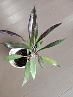 Wasbloem Hoya gracilis, Ophalen