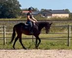 Recreatiepaard, Dieren en Toebehoren, Merrie