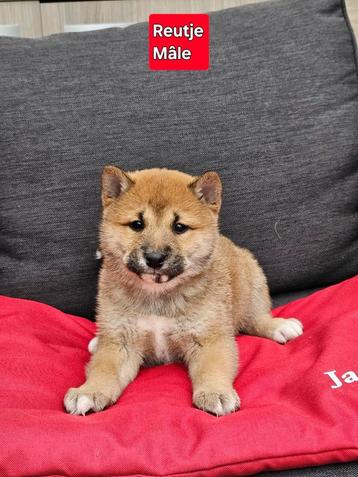 mooie shiba inu pups beschikbaar voor biedingen