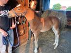 Veulentje van Asgreen 2000 z, Dieren en Toebehoren, Paarden, Hengst, Z, Ontwormd