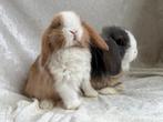 Bijzonder mooi lief handtam koppeltje Minilop konijntjes, Dieren en Toebehoren, Konijnen, Meerdere dieren, Klein, Hangoor, 0 tot 2 jaar