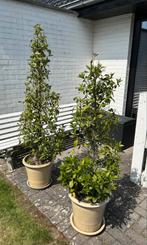 Keuken Laurier in pot., Tuin en Terras, Planten | Bomen, Overige soorten, 100 tot 250 cm, Zomer, Ophalen