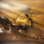 Colonie de fourmis Camponotus renggeri, Animaux & Accessoires, Insectes & Araignées