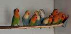 Fischeri: opaline en split opaline, Dieren en Toebehoren, Meerdere dieren, Dwergpapegaai of Agapornis, Geringd