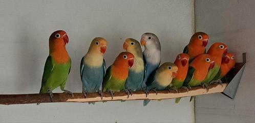 Fischeri: opaline en split opaline, Dieren en Toebehoren, Vogels | Parkieten en Papegaaien, Dwergpapegaai of Agapornis, Meerdere dieren