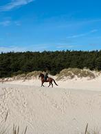 Lieve cruzado merrie te koop!, Dieren en Toebehoren, Paarden, Merrie