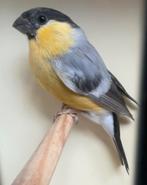 Goudvink geel pastel split bruinpastel 2025, Dieren en Toebehoren, Vogels | Overige Vogels