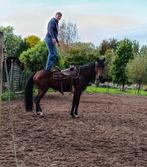 Super lieve hengst, Dieren en Toebehoren, Paarden, Hengst