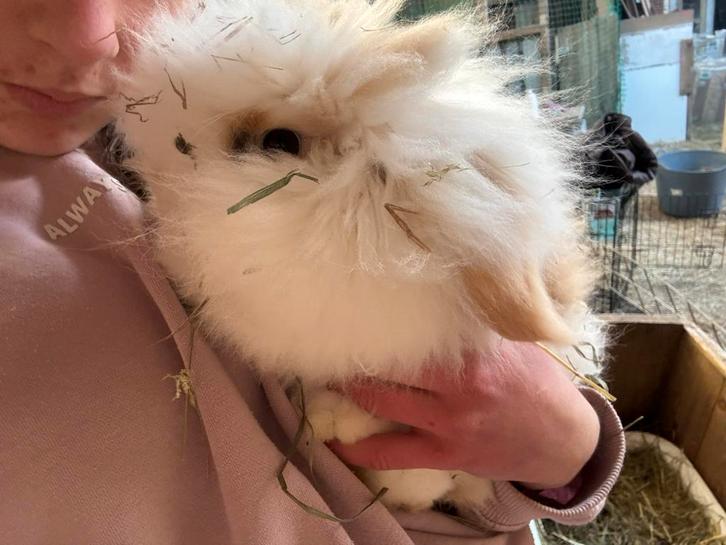 Baby konijntjes te koop, Dieren en Toebehoren, Knaagdieren, Vrouwelijk, Oktober, Tam