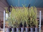 Burkwoodii osmanthus mooie volle planten!, Ophalen
