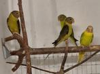 Pruimkoppen 2025, Dieren en Toebehoren, Vogels | Parkieten en Papegaaien, Geringd
