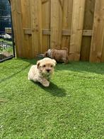 Prachtige mini maltipoo pups (mini maltezer x toy poedel), Dieren en Toebehoren, Honden | Chihuahua's en Gezelschapshonden, CDV (hondenziekte)