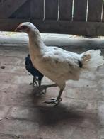 (Leg)kippen te koop, Dieren en Toebehoren, Kip
