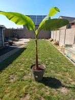 Bananenplant zonder pot, Tuin en Terras, Ophalen