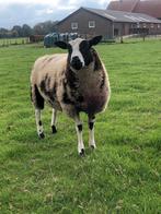 Mooie luxe bonte dekram., Dieren en Toebehoren