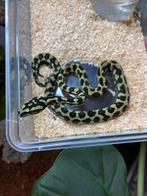 Python Morelia spilota cheynei mannelijk NC 2025, Dieren en Toebehoren, Reptielen en Amfibieën, Slang, 0 tot 2 jaar