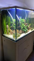 Aquarium 110x50x70, Dieren en Toebehoren, Vissen | Aquaria en Toebehoren, Ophalen, Gebruikt