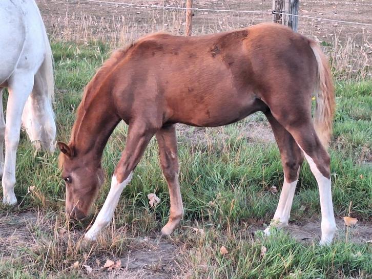 Welsh B pony hengstveulen, Dieren en Toebehoren, Paarden, Hengst, Onbeleerd, Minder dan 160 cm, 0 tot 2 jaar, Met stamboom, Gechipt