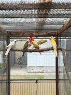 Mutaties Pennant parkieten 2025, Dieren en Toebehoren, Vogels | Parkieten en Papegaaien, Geringd
