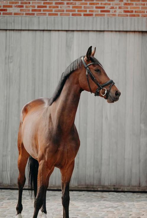 7-jarige allround ruin, Dieren en Toebehoren, Paarden, Ruin, B, 170 tot 175 cm, 7 tot 10 jaar, Recreatiepaard, Met stamboom, Gechipt