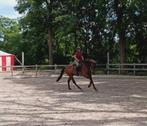 Knappe 5 jarige allrounder, Dieren en Toebehoren, Paarden, Gechipt, Ruin, Niet van toepassing, 3 tot 6 jaar