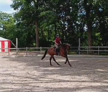 Knappe 5 jarige allrounder  beschikbaar voor biedingen