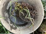 Plante d’eau ,d’étang cherche thym, Tuin en Terras, Planten | Tuinplanten, Ophalen