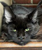 Polydactyl Maine Coon poes met  stamboom! 2jaar oud., Chatte ou Chat, Vermifugé, 0 à 2 ans