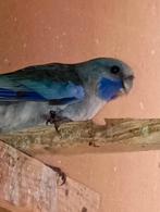 Blauwe penanten mannen en vrouwen, Dieren en Toebehoren, Tam