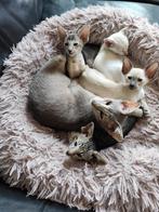Siamese en Oosterse Korthaar kittens, Dieren en Toebehoren, Katten en Kittens | Raskatten | Korthaar, Kater, Gechipt
