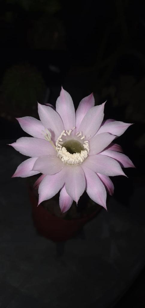 cactus echinopsis grote licht roze bloem, Huis en Inrichting, Kamerplanten, Cactus, Ophalen
