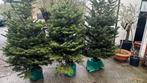 Prachtige Nordmann kerstbomen, Tuin en Terras, Ophalen, Bloeit niet, Overige soorten, 100 tot 250 cm