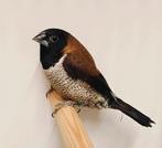 molukse bronzemannetjes koppel, Plusieurs animaux, Oiseau tropical