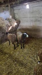 Zwartbles ooilammeren, Dieren en Toebehoren, Vrouwelijk, Schaap, 0 tot 2 jaar