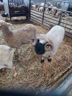 Walliser schapen, Mouton, Mâle