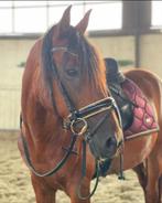 Lieve ruin te koop, Dieren en Toebehoren, Ruin, Minder dan 160 cm, Recreatiepaard, 11 jaar of ouder