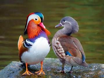 Siereenden - Mandarijneenden Wildkleur, Plusieurs animaux, Canard
