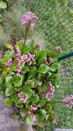 Schoenlappersplant - bergenia cordifolia, Tuin en Terras, Ophalen