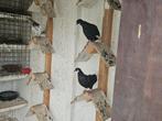 Koppel amsterdamse baardtuimelaars, Dieren en Toebehoren, Vogels | Duiven, Meerdere dieren, Tuimelaar of Roller